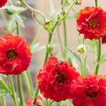 Firestarter Geum