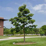 Swamp White Oak Tree