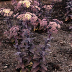 Puff Pastry™ White Chocolate Sedum