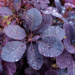 Royal Purple Smoketree - Bush