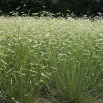 Blue Grama Grass