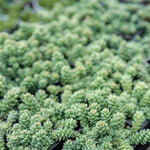 Major Sedum