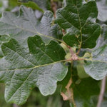 White Oak Tree
