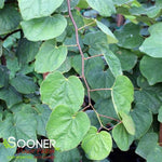 Green Machine™ Redbud Tree