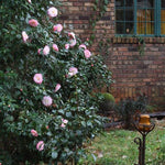 April Remembered Camellia
