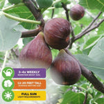 Chicago Hardy Fig Tree