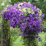 Jackmanii Clematis Ladder
