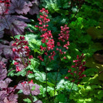 Dolce® Cherry Truffle Coral Bells