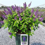 Chrysalis™ Blue Butterfly Bush