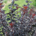 Summer Wine® Black Ninebark