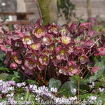 Frostkiss™ Elemental Hellebore