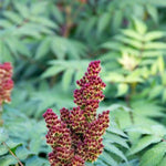 Cherry on Top™ Sorbaria
