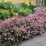 Poprocks® Petite Spirea