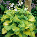 Guacamole Hosta