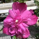 Raspberry Smoothie™ Althea