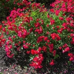 Red Drift® Rose