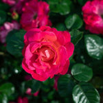 Brick House® Pink Rose
