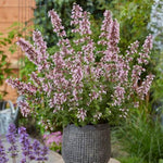 Whispurr™ Pink Catmint