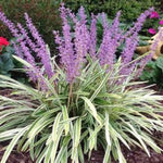 Variegated Liriope