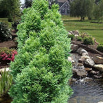 Lindsey's Skyward® Bald Cypress Tree