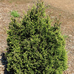 Emerald Teardrop™ Arborvitae