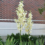Bright Edge Yucca