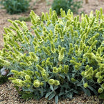 Sarada's™ Greek Mountain Tea