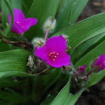 Tough Love Spiderwort