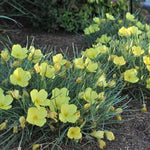 Shimmer Evening Primrose