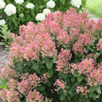 Little Quick Fire® Hydrangea