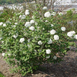 Fragrant Viburnum