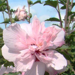 Lady Bug® Althea Tree