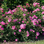 Sweet Drift® Rose