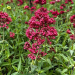 Red Valerian