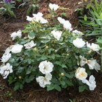 White Knock Out® Rose