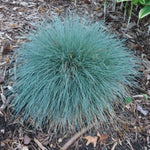 Cool as Ice Fescue