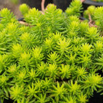 Angelina Sedum