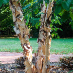 Heritage® Birch Clump Tree