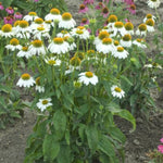 Pow Wow® White Coneflower
