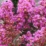 Enduring Lavender Crapemyrtle