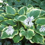 Sagae Hosta