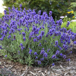 Sweet Romance® Lavender