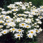 Alaska Shasta Daisy