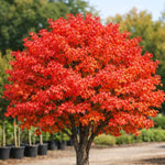 Flame Amur Maple Tree