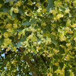 Greenspire® Linden Tree