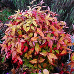 Firepower Dwarf Nandina