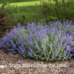 Early Bird Catmint