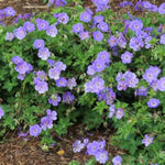 Rozanne Geranium