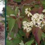 Irish Setter™ Dogwood