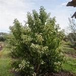 Tianshan® Seven-Son Flower